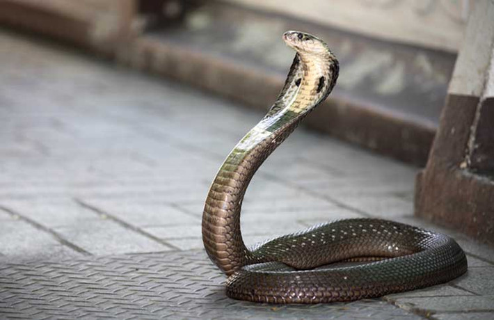 Rắn hổ mang. Nọc độc của rắn hổ mang có tác động vô cùng lớn đối với con người. Sau khi bị rắn hổ mang cắn, nếu không được chữa trị trong khoảng 30 phút, nạn nhân chắc chắn sẽ chết.