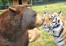 Suốt 15 năm sau đó, Baloo, Leo và Shere Khan gắn bó với nhau. Coi nhau như anh em ruột thịt, sống một cuộc sống hạnh phúc, yên bình.