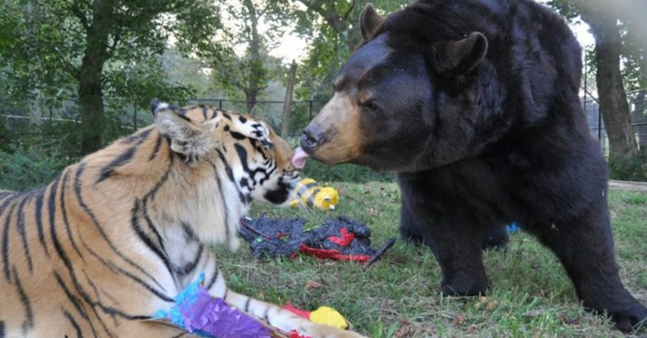 Thế nhưng mọi phỏng đoán đều sai, bộ ba BLT (Bear,Lion,Tiger) không bao giờ rời bỏ nhau.