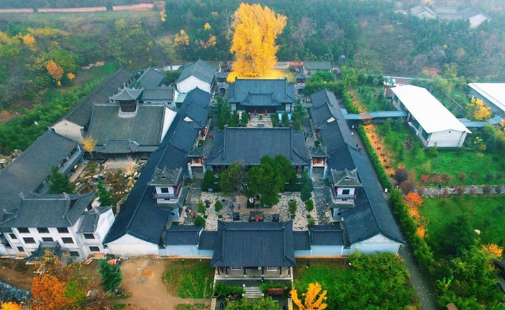 Mặc dù những bức ảnh chụp được toàn cảnh của cây bạch quả ngàn năm tuổi, thế nhưng vì góc chụp độc lạ, lại gợi liên tưởng có phần kỳ lạ.