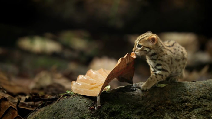 Bạn có thể đã gặp gỡ nhiều loài mèo trên thế giới, nhưng có lẽ mèo đốm gỉ thì chưa. Bởi đây là loài mèo hoang dã quý hiếm, còn được mệnh danh là loài mèo hoang nhỏ nhất thế giới.