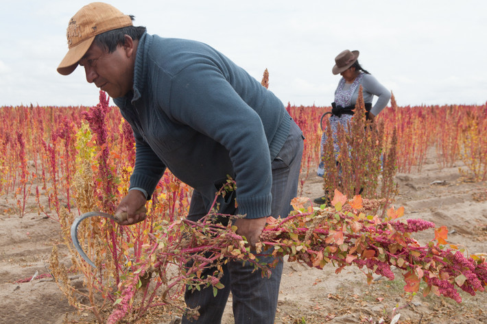 Tại Bolivia, hạt quinoa được ưu ái đặt cho cái tên mẹ của các loạt hạt. Trong vài năm gần đây, giá loại ngũ cốc này đã tăng gấp 3 lần do nhu cầu tăng cao. Trong hình là ông Victor Choquetopa, cựu thị trưởng thành phố Salinas de Garci Mendoza, đang thu hoạch diêm mạch trên cánh đồng rộng lớn của mình. Ảnh: Al Jazeera.