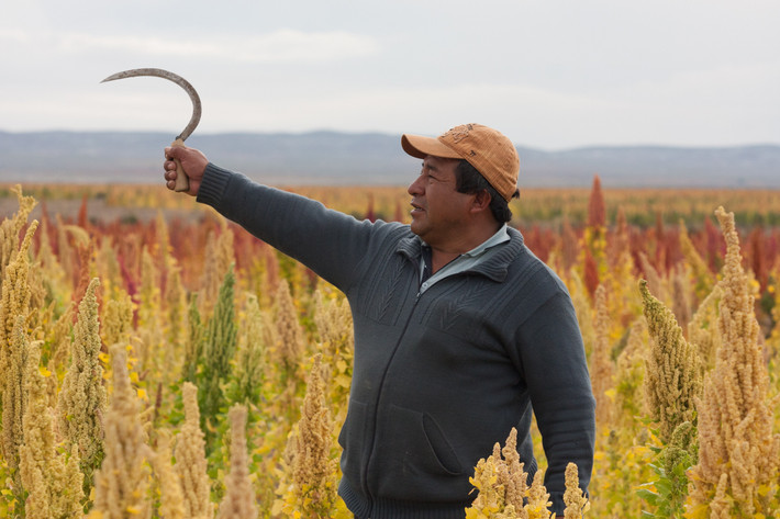 Salinas de Garci Mendoza, là nhà sản xuất thức ăn gia súc lớn nhất của Bolivia và cũng được gọi là "Thủ đô của hạt quinoa". Giữa tháng 4 và tháng 6, Victor bắt tay vào thu hoạch hạt quinoa từ cánh đồng trên 400 ha của mình. Ảnh: Al Jazeera.