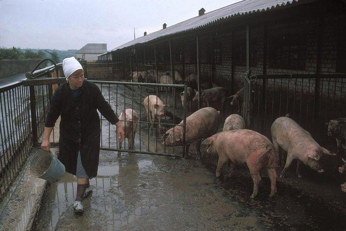 Trang trại cung cấp lương thực cho thành phố Donetsk.