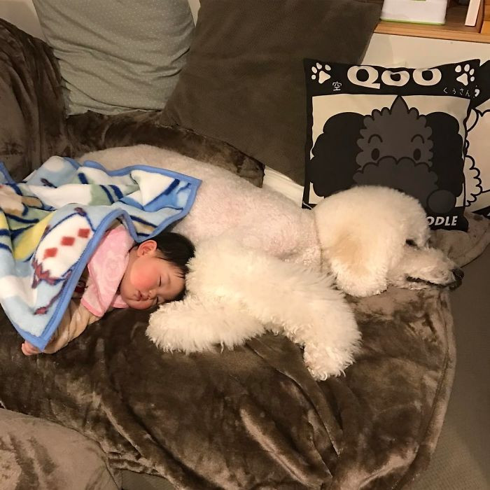 Trong ba chú chó cưng, Mame có vẻ thân nhất với Riku. Ảnh: Bored Panda.