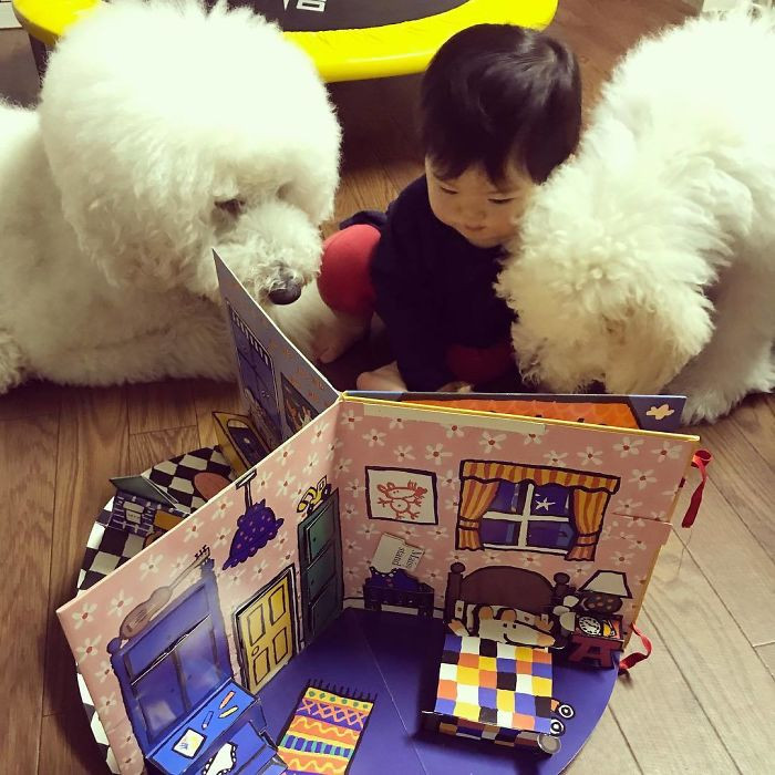 Riku, Gaku và Qoo thuộc giống chó Standard Poodle, hay còn gọi là chó săn vịt, trước kia được huấn luyện để săn các loại thủy cầm trong đó chủ yếu là vịt. Ngày nay, giống chó này được lai tạo thành chó cảnh. Chó Poodle có thể nặng hơn 27 kg. Ảnh: Bored Panda.