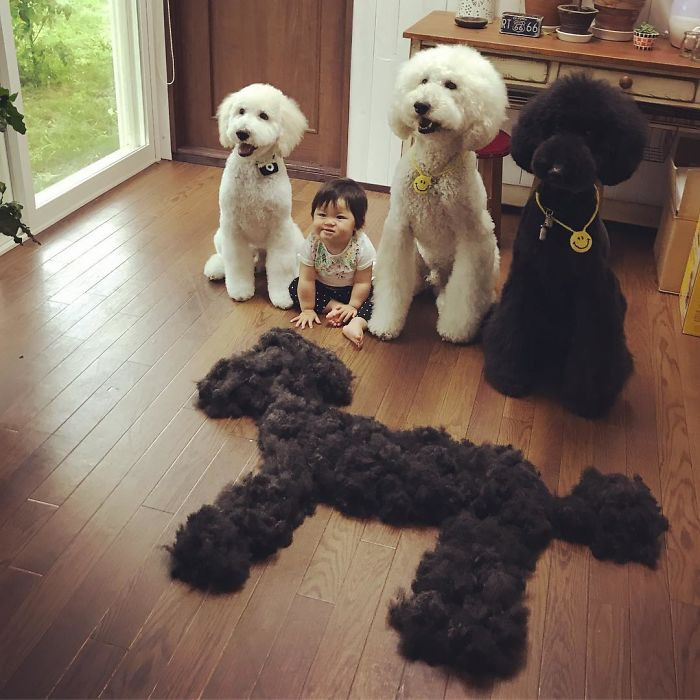 Mame chơi đùa thân thiết với ba chú chó cưng.