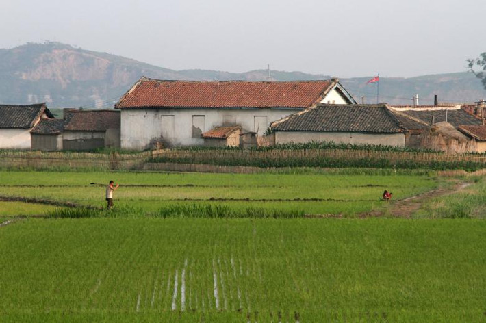 Ruộng lúa trên đảo Hwanggumpyong, nằm giữa sông Yalu, gần thị trấn Sinuiju, Triều Tiên, ngày 19/6/2015. Ảnh: Reuters.
