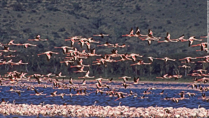Hồ Nakuru, Kenya: Hồ Nakuru là nơi sinh sống của hà mã, tê giác trắng, đen, hươu cao cổ và trâu rừng. Ngoài ra, nơi này còn có hàng ngàn con hồng hạc. Ảnh: CNN.