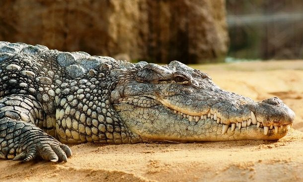 12. Phụ nữ Ai Cập cổ đại sử dụng phân của cá sấu như là biện pháp tránh thai. Các tài liệu từ năm 1850 Trước CN đề cập đến phương pháp ngừa thai kỳ lạ này. Phân cá sấu có tính chất hơi kiềm, giống như chất diệt tinh trùng ngày nay, nhờ đó, có thể giúp tránh thai.