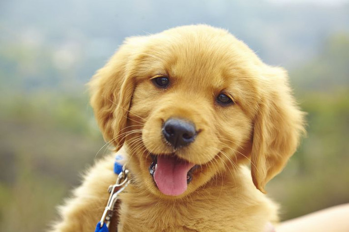 Người dân phương Tây xem chó là người bạn gần gũi, trung thành, đáng yêu.