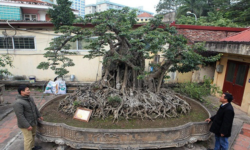 Cây sanh cổ “Cửu long tranh châu" trồng trong chậu có bộ rễ với chu vi lớn nhất Việt Nam, hiện thuộc sở hữu của một doanh nhân ở Hoàng Mai (Hà Nội).