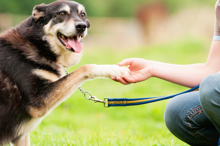Xuất phát từ thói quen trên, không ít người ở châu Âu không ăn thịt chó. Họ không coi thịt chó là một loại thực phẩm và ăn thịt các con vật nuôi là cấm kỵ.