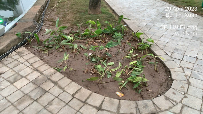 Rất nhiều khu vực trồng hoa bị dẫm nát.