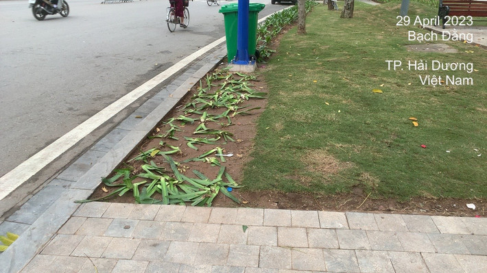 Dù gần các luống hoa là đường đi bộ rất lớn nhưng người dân vẫn dẫm lên hoa.