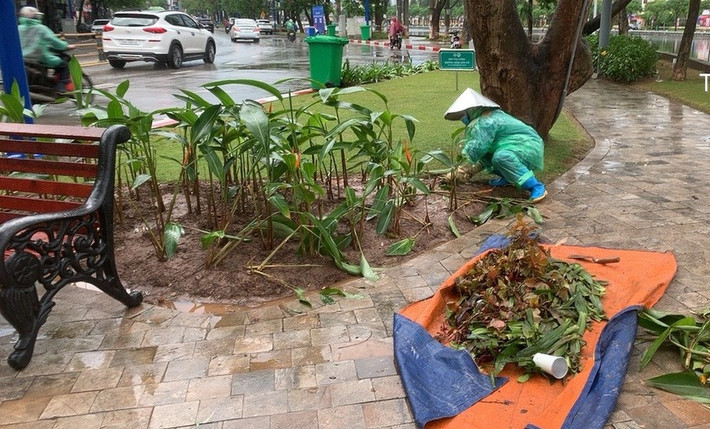Theo chị Hoa, những ngày qua, các công nhân hầu hết đều phải làm tăng ca, thêm giờ làm để trồng hoa, trải thảm cỏ cho kịp tiến độ khai trương phố đi bộ. “Chỉ sau một đêm, giờ nhìn thế này chúng tôi thấy rất xót xa và tiếc công sức. Để có một hàng cây đẹp phải mất rất nhiều thời gian và công chăm sóc chứ không phải chỉ cần trồng lên là đã xanh tươi ngay được”, chị Hoa nói.