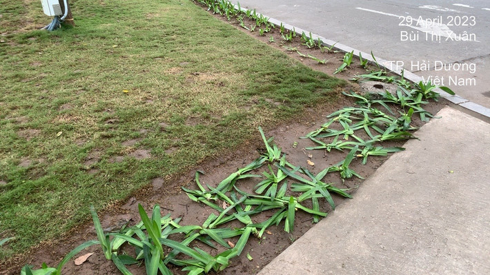 Việc người dân dẫm lên khu vực trồng hoa, có ý kiến cho rằng ý thức của một số người không tốt. Tuy nhiên, cũng có người nhận định sự việc trên khó tránh vì sự kiện có rất đông người tham gia.