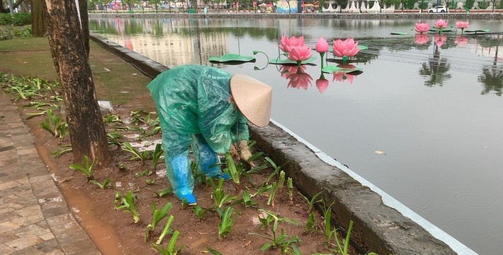 Trong ngày đầu của kỳ nghỉ lễ 30/4 -1/5, trong cơn mưa như trút nước, nhiều công nhân công ty cổ phần Quản lý công trình Đô thị Hải Dương phải đội mưa thu gom cây, hoa bị dẫm nát sau đêm khai trương phố đi bộ Bạch Đằng (TP Hải Dương).