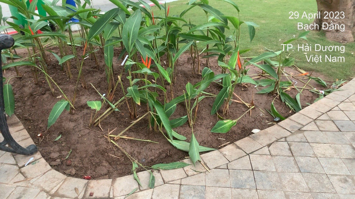 Trao đổi với báo chí, lãnh đạo UBND TP Hải Dương cho biết chính quyền đã nắm được sự việc và cho thay thế cây hỏng, trồng lại hàng cây mới. Đồng thời, để ngăn chặn tình trạng trên tái diễn, vị lãnh đạo cho hay sẽ cử người trực để nhắc nhở và cắm biển cảnh báo.