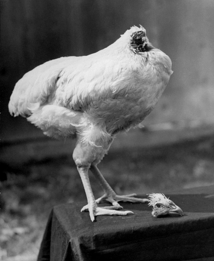 Vào những năm 1940, con gà trống tên Mike ở Mỹ lập kỷ lục thú vị và khó tin khi sống được 18 tháng mà không có đầu. Ảnh: Bob Landry—Time & Life Pictures/Shutterstock.