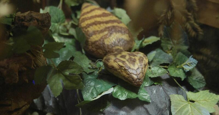 Sinh vật Tsuchinoko có chiếc đuôi ngắn khiến ngoại hình của nó khá kỳ dị.