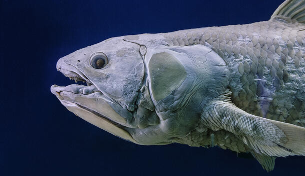 Theo nghiên cứu của các chuyên gia, cá thể Coelacanth cái chỉ đạt đến độ tuổi trưởng thành về giới tính cho đến cuối những năm 50 tuổi. Trong khi đó, những con đực trưởng thành về giới tính khi khoảng 40 - 69 tuổi. Ảnh: Courtesy of Phil Dragasg/Wikimedia.