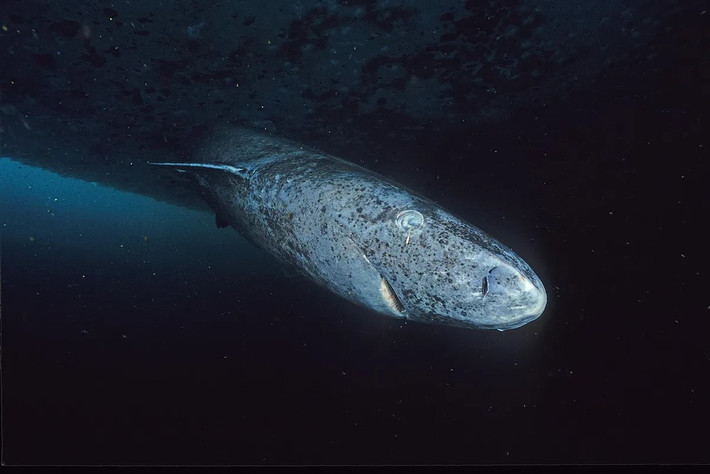 Với việc sống thọ tới 400 tuổi, cá mập Greenland (tên khoa học Somniosus microcephalus) là một trong những loài động vật có xương sống sống thọ nhất thế giới. Trong những năm qua, giới khoa học nỗ lực giải mã bí quyết giúp cá mập Greenland sống thọ như vậy. Ảnh: Wikimedia Commons (CC BY-SA 4.0).