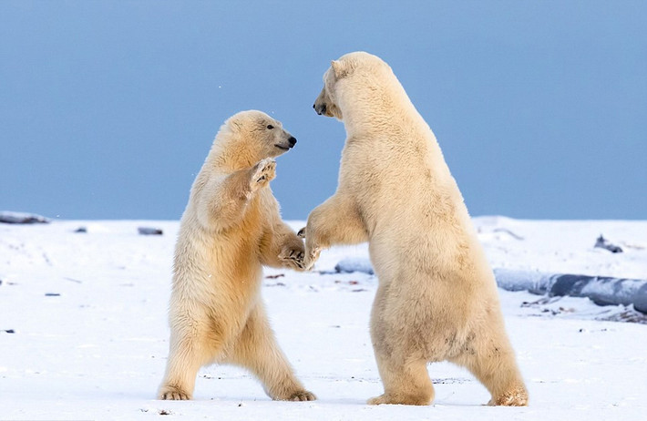 Có những khoảnh khắc, anh em gấu Bắc cực ở Alaska còn thể hiện tình cảm nồng ấm với nhau, ôm hôn nhau thắm thiết. (Nguồn Sina)