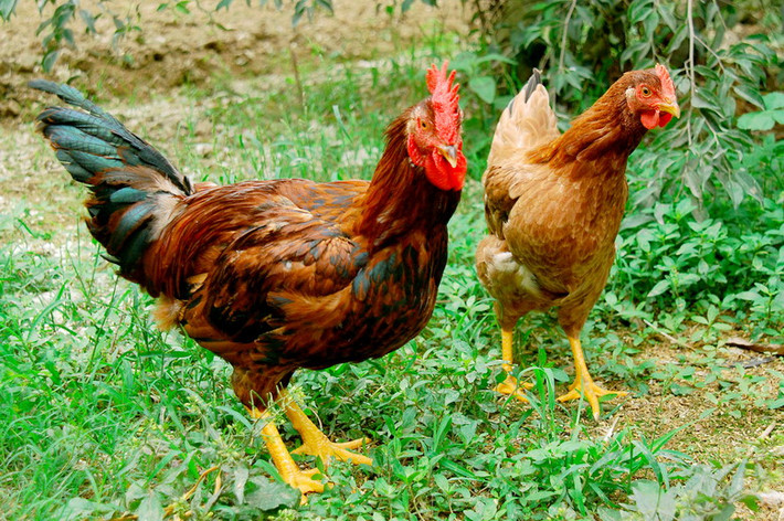 Gà Mía, loài gà nổi tiếng thường được dùng làm lễ vật dâng thần thánh, cung tiến vua chúa ngày xưa. Có đặc điểm là mình ngắn, đùi to và thô, mắt sâu, mào đơn, chân có 3 hàng vảy, da đỏ, sắc lông gà trống màu tía, gà mái màu nâu xám hoặc vàng.