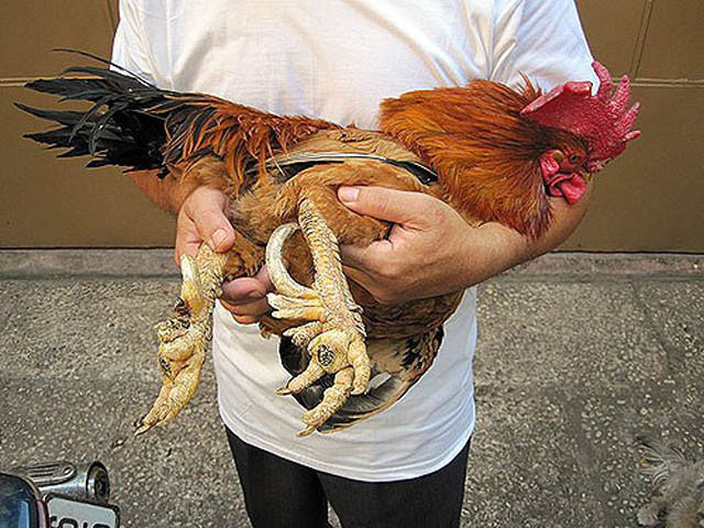 Đứng đầu danh sách những giống gà quý hiếm ở Việt Nam là giống gà có cái tên rất kêu, gà chín cựa. Tưởng như loài gà này chỉ có trong truyền thuyết nhưng thực chất, loài gà độc đáo này có thật, được nuôi nhiều ở các vùng nông thôn thuộc tỉnh Phú Thọ.