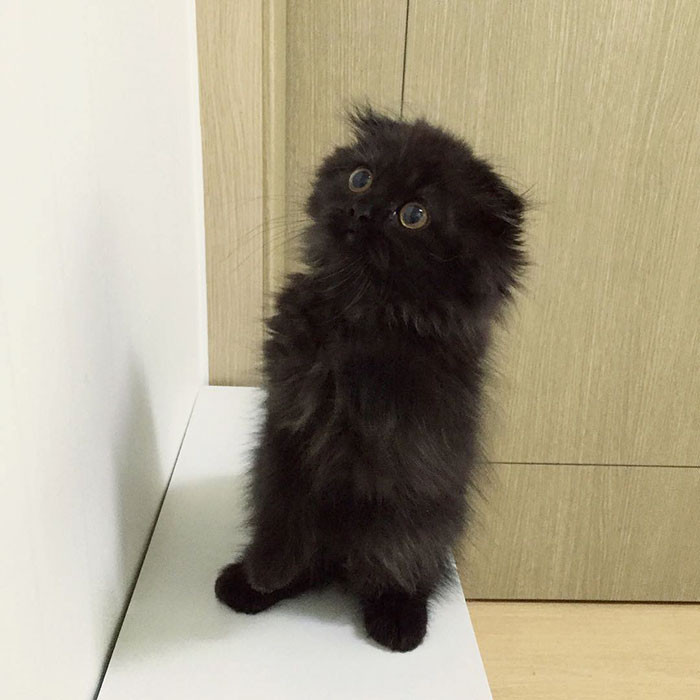 Xem thêm một số hình ảnh khác của cô mèo nổi tiếng Gimo. (Nguồn Bored Panda)