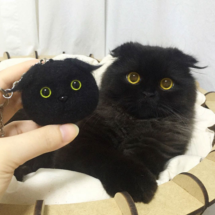 Gimo là giống mèo tai cụp Scottish Fold, gây ấn tượng bởi bộ lông đen tuyền và đôi mắt tròn như viên bi. (Nguồn Bored Panda)