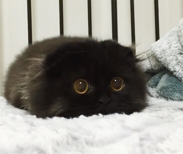 Vẻ dễ thương của cô mèo đen Gimo đốn gục trái tim của cư dân mạng. (Nguồn Bored Panda)