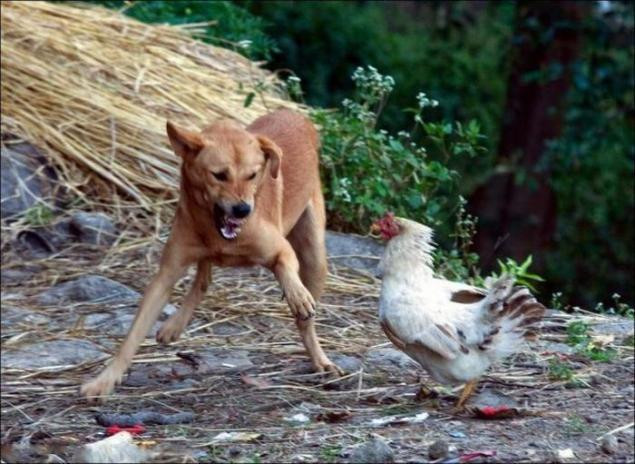 Tuy sở hữu nhiều kỹ năng ưu việt hơn loài gà nhưng trong một số trường hợp, những con chó vẫn bị gà đánh cho tan tác, phải hoảng sợ chạy đi.