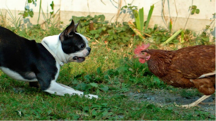 Chó cưng cũng là một trong những đối tượng gây nhiều hiềm khích với loài gà.
