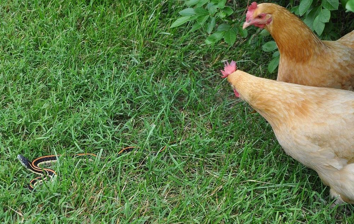 Căm thù những con rắn độc âm hiểm, chuyên cắn nuốt trứng gà và gà con, rất nhiều con gà mẹ đã bất chấp nguy hiểm, điên cuồng mổ chết rắn, khiến loài rắn phải e ngại.