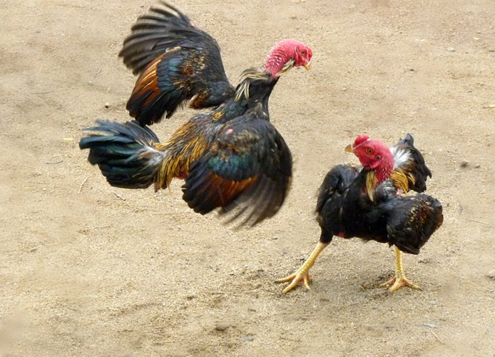 Ban đầu những con gà được loài người thuần hóa để tham gia các trận chọi gà mua vui chứ không phải để giết thịt làm thức ăn.