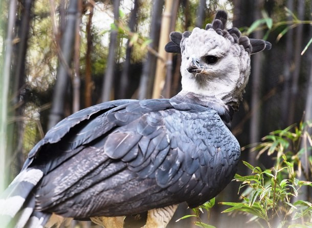 Những con đại bàng lớn nhất thế giới (như đại bàng Harpy và đại bàng Philippine), có sải cánh dài hơn 2,50m. Chúng được biết là có khả năng giết và mang theo mồi lớn như hươu, nai, dê, và khỉ.
