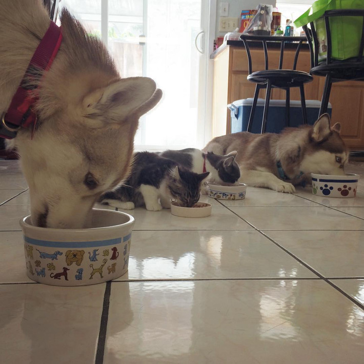 Rosie cùng ăn với mẹ nuôi Lilo và những người bạn động vật khác. (Nguồn Brightside)