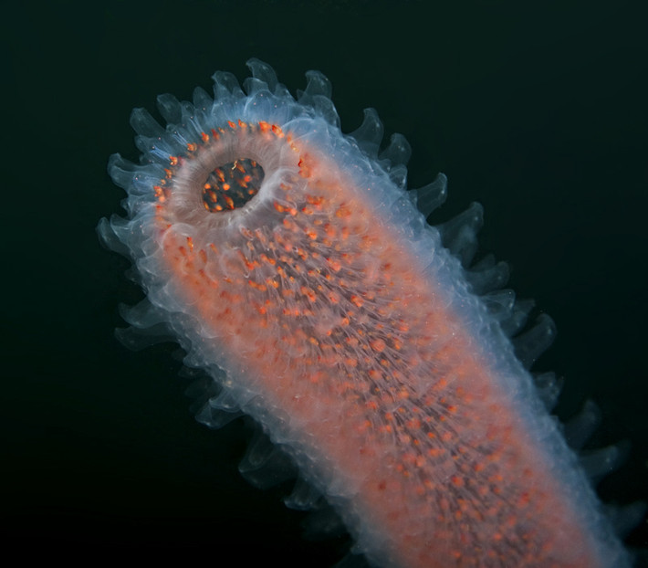 Tuy nhiên, khi còn ở dạng cấu trúc nhỏ, các pyrosomes có thể bị các loài sinh vật biển háu đói khác cắn xé. Chẳng hạn như rùa biển, khi đói, chúng sẽ ăn thịt pyrosomes. (Nguồn Boredomtherapy)
