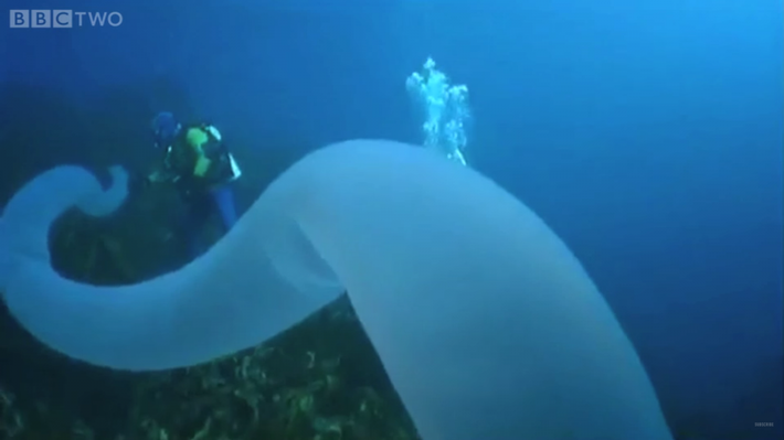 Các nhà nghiên cứu đã từng ghi nhận trường hợp pyrosomes ăn tươi nuốt sống một con chim cánh cụt. (Nguồn Boredomtherapy)