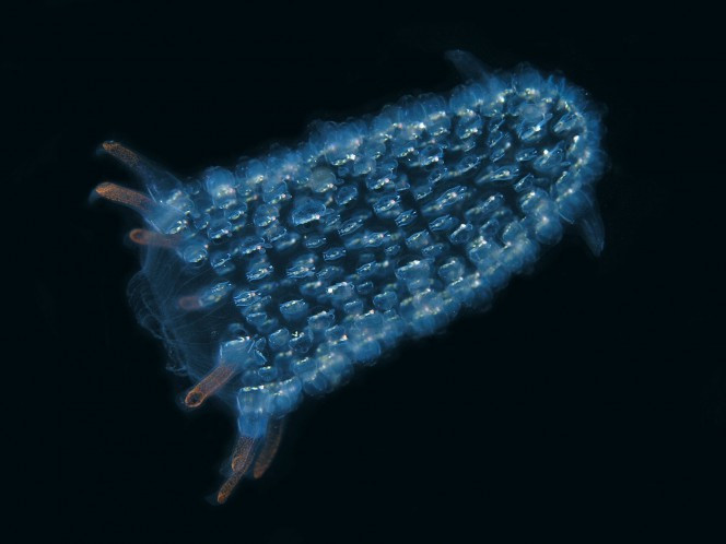 Các zooids tụ tập lại với nhau, hình thành nên một cấu trúc dạng ống khổng lồ có thể đạt đến vài chục mét. (Nguồn Boredomtherapy)