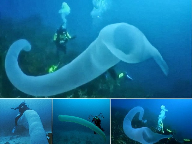 Một số nhà khoa học miêu tả pyrosomes như một dải lụa mềm mại và tinh tế. Tuy nhiên trên thực tế, dải lụa mềm mại khổng lồ này thực sự là một dải lụa tử thần. (Nguồn Boredomtherapy)