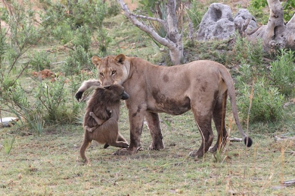 Tại khu bảo tồn động vật hoang dã Botswana‘s Selinda Camp, Nam Phi, nhiếp ảnh gia Evan Schiller đã ghi lại được cảnh tượng kịch tính chẳng khác nào phim điện ảnh về thế giới của động vật hoang dã, khi mà khỉ đầu chó con phải trải qua nhiều nguy hiểm rình rập, trở thành thú cưng của sư tử cái. (Nguồn Voicesnatgeo)