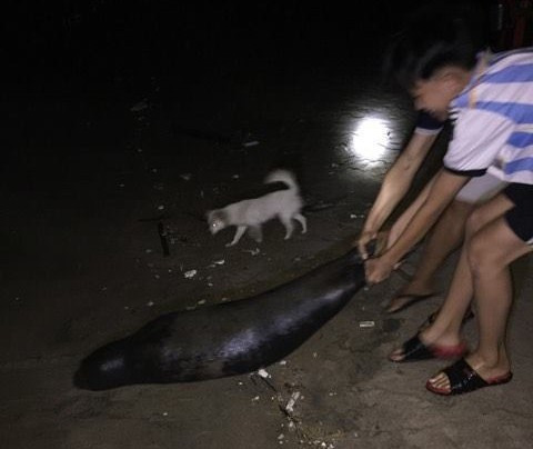 Do thương xót chú hải cẩu, những người dân thường vui đùa với nó đã cùng nhau hợp sức đưa chú hải cẩu vào bờ, chôn cất tử tế.