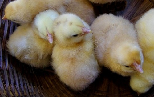 Rất khó khăn trong vai trò vừa làm bố vừa làm mẹ nhưng con gà trống đã chứng minh, chỉ cần có nghị lực, niềm tin và tình yêu, nó có thể vượt qua tất cả. Không chỉ bảo vệ, lo kiếm ăn cho đàn con, gà trống thi thoảng còn giả tiếng gà mái để an ủi, động viên những con gà nhỏ.