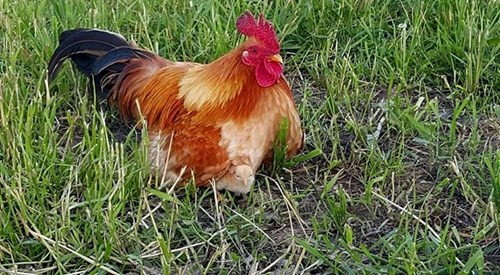 Theo chia sẻ của ông Dan, để bảo vệ đàn con của mình, gà mái mẹ đã tử chiến với đại bàng và phải nhận cái chết thảm khốc. Mất mẹ, những con gà con đau đớn kêu đến lạc giọng. Rất may, điều kỳ diệu đã xảy ra, chúng được bố mình, một con gà trống đầy trách nhiệm quan tâm, chăm sóc khi mẹ đã rời xa.
