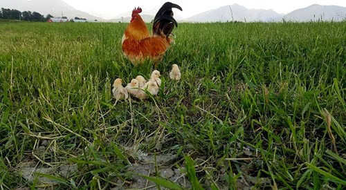 Tiếp theo cũng là một chàng gà trống, tuy nhiên chàng gà trống này lại gây ấn tượng bởi tấm lòng người cha cao cả, vĩ đại của mình. Cảnh gà trống nuôi con tưởng như chỉ có ở trong câu tục ngữ, giờ đây được chứng thực tuyệt đối tại trang trại của một người đàn ông tên là Dan Oostenbrink ở Chilliwack, Canada,
