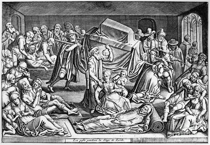 Những con bọ chét này được cho là tác nhân làm lây truyền vi khuẩn Yersinia pestis gây bệnh dịch hạch trong đại dịch Cái chết Đen.