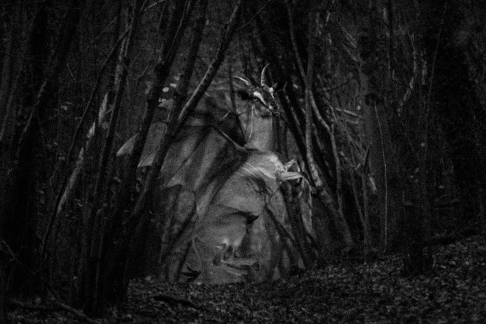 Dù phát hiện một số dấu chân của quái vật Jersey Devil nhưng người dân địa phương vẫn không thể lần ra nơi ẩn náu để tiêu diệt quái thú này.